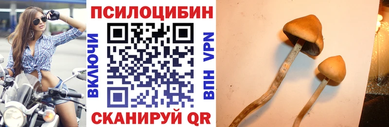 закладка  Таруса  Псилоцибиновые грибы Magic Shrooms 